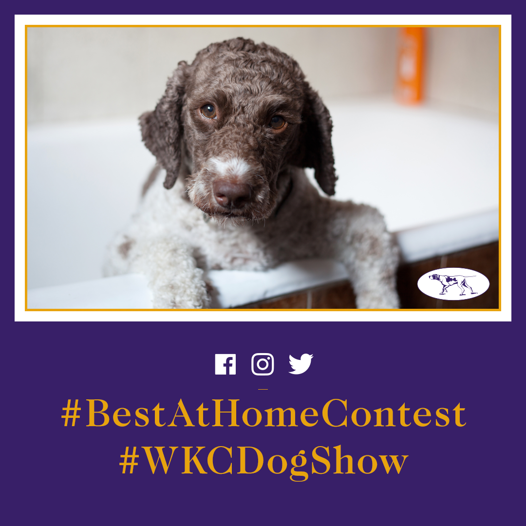 Social Agency GLOW Leads Westminster Kennel Club Dog Show to Record Engagement Among Millennial Audience