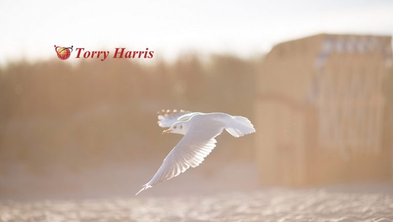 Torry Harris Launches DigitMarket — a B2B2C Platform for all Platforms