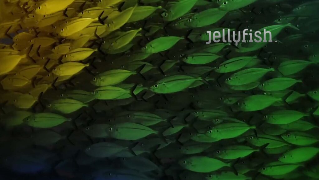 Jellyfish Fuels Global Expansion With Two Latin America Acquisitions